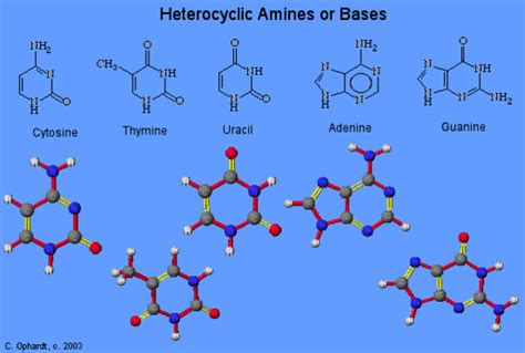 Nucleic Acids Chemistry Libretexts