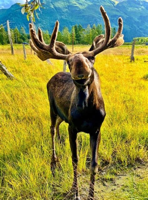 Moose Alaska Wildlife Conservation Center