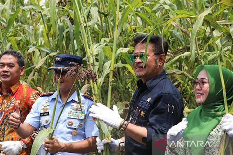 Mentan Ajak Akselerasi Ketahanan Pangan Nasional Dengan Sorgum ANTARA