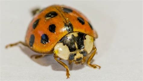 Orange Ladybugs: What They Really Are and Why They Are a Threat