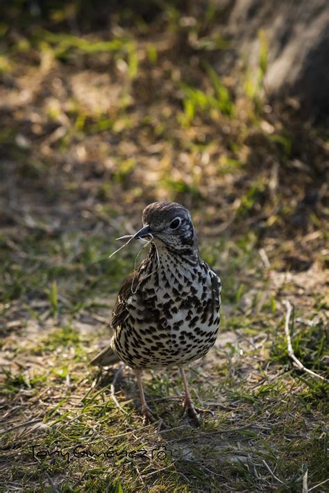 Zorzal Charlo Turdus Viscivorus Ave Muy Habitual En Los … Flickr