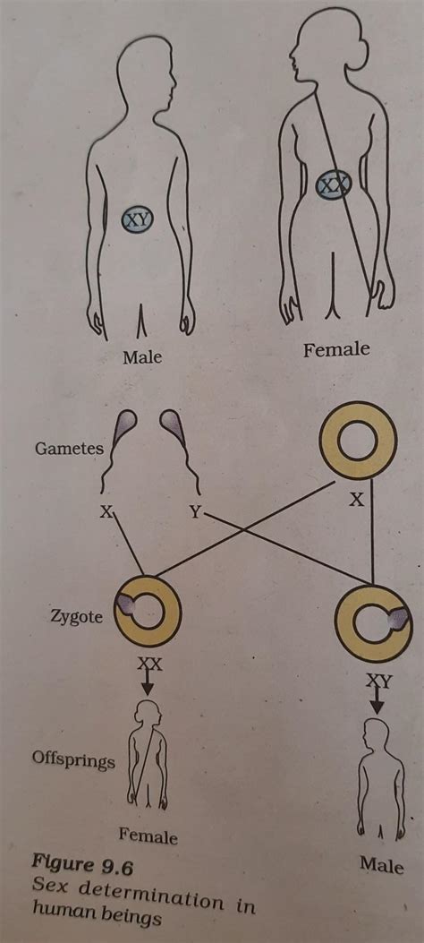 Draw A Diagram Of Sex Determination In Human Being Brainly In