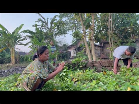 Alhamdulillah Di Pagi Yang Cerah Dan Hawa Yang Sejuk Ini Lek Damis Dan