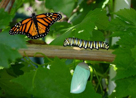 Butterfly Life Cycle Free Stock Photo - Public Domain Pictures