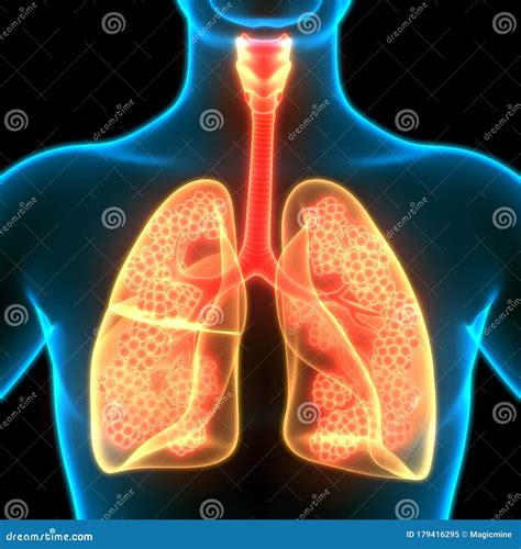 Human Internal Organs Respiratory System Lungs With Alveoli Anatomy