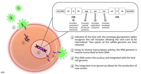 Veterinary Sciences | Free Full-Text | Infectious Causes of Neoplasia