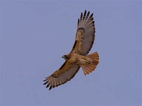 How Big Are Red-tailed Hawks? (Wingspan + Size) | Birdfact