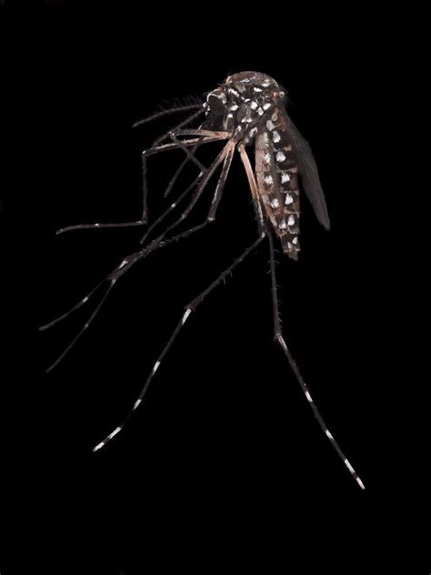 Why The Menace Of Mosquitoes Will Only Get Worse The New York Times