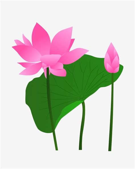 Pink Lotus Clipart Vector Vector Cartoon Pink Lotus Lotus Chinese