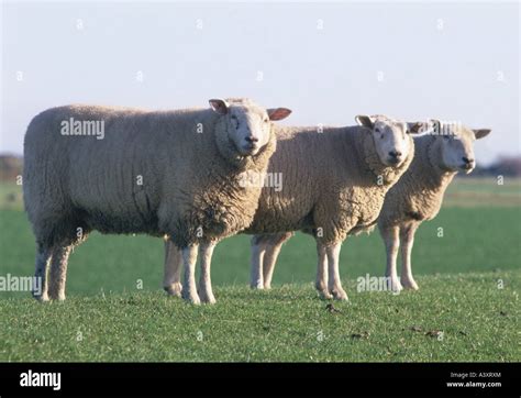 Friesian Sheep Information