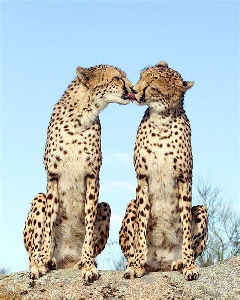 Lisa Lavender On Instagram French Kiss Cheetah Love By Featured