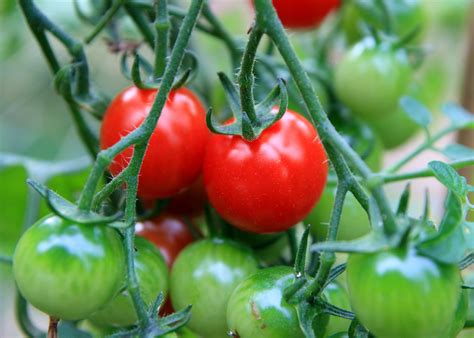 Comment Acc L Rer La Croissance Des Tomates Naturellement En Quelques