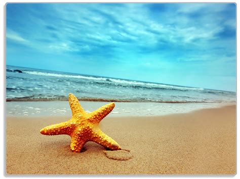 Glasunterlage Seestern Am Strand Am Meer Wallario De