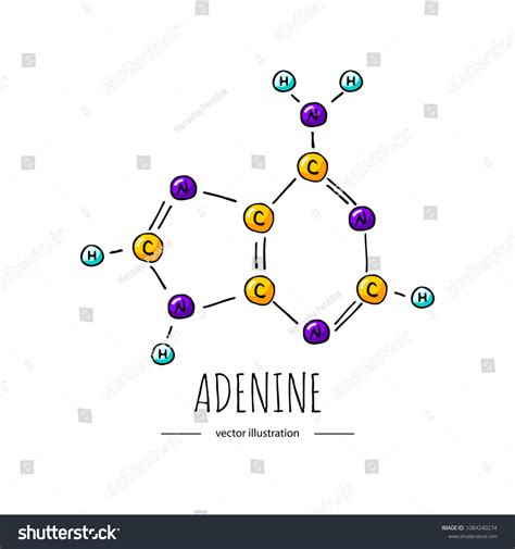 Hand Drawn Doodle Adenine Chemical Formula Stock Vector (Royalty Free) 1084240274