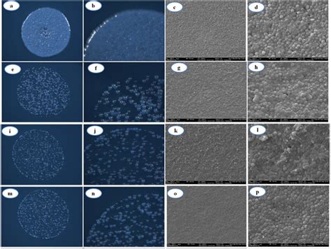 Colony And SEM Images Of E Coli A B And C D Growing In The