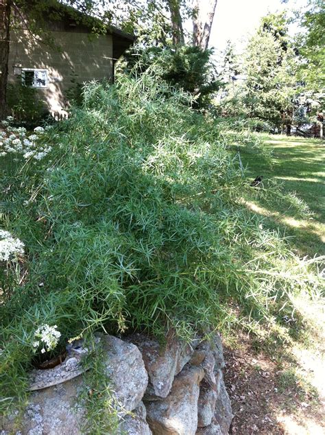 Tarragon (Herb) Wallpapers (18 images) - WallpaperCat