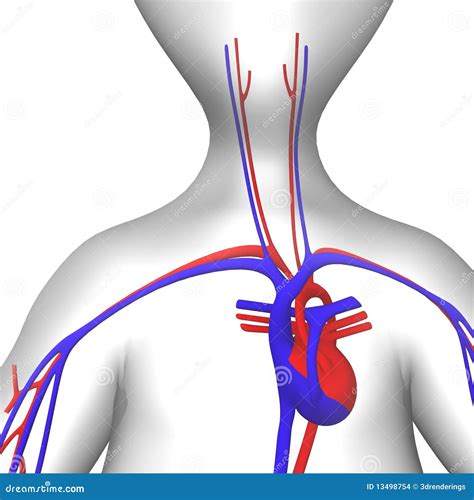 Corazon Sistema Circulatorio Vector Ilustracion Archivo Imagenes Images