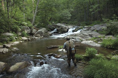 Fly Fishing Shenandoah National Park