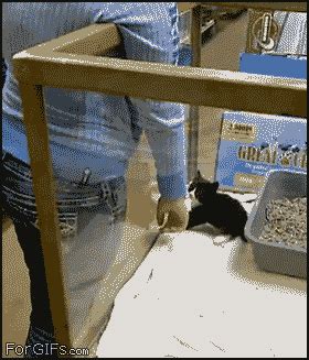 The 46 Cutest Cat GIFs Ever