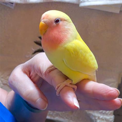 Love Bird Peach Face Hand Fed Fly Babies Aviary