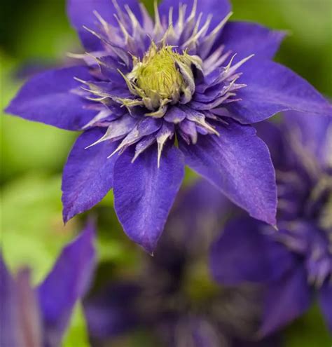 Clematis The President GartenBaumschule Wöhrle