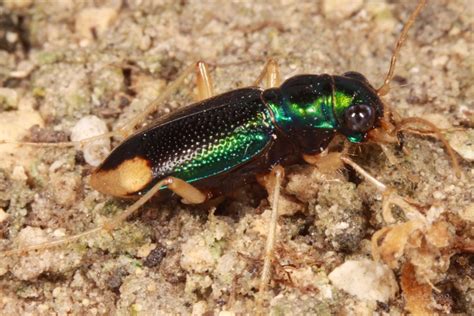 Florida Metallic Tiger Beetle Beetles In The Bush