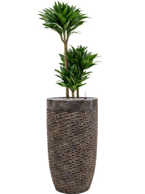 Dracaena Fragrans Compacta In Baq Luxe Lite Universe Layer