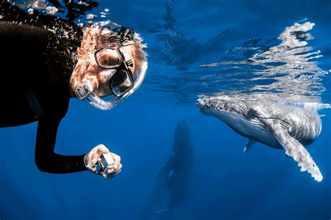 Swim With Humpback Whales In Vavau Tonga