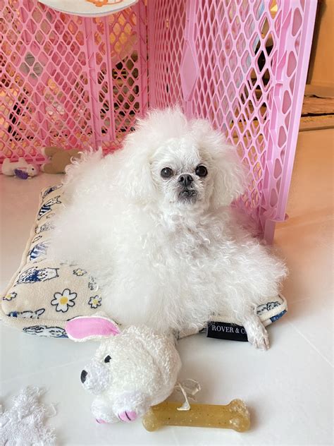 Discover 310 Leica, the Peekapoo puppy and pekingese ideas on this