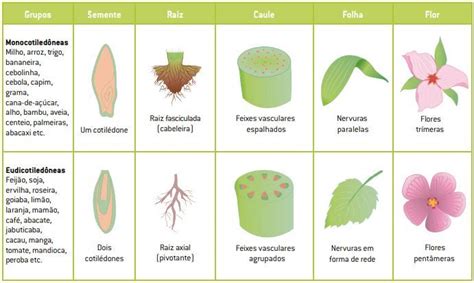 Angiospermas Monocotiledôneas E Eudicotiledôneas Escola Educação