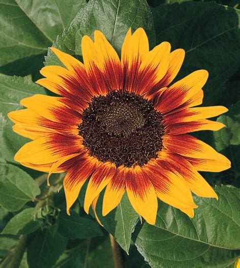 Growing Sunflowers: The Complete Guide to Sunflower Care | Garden Design