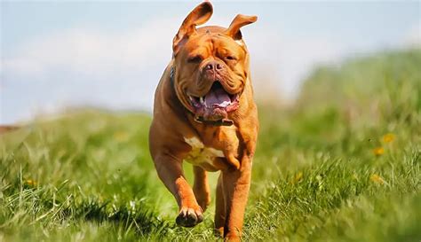 Top 15 Heaviest Dog Breeds In The World Weight Of Stuff