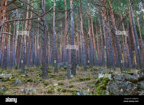 Wilderness Landscape Forest With Pine Trees And Moss On Rocks Stock