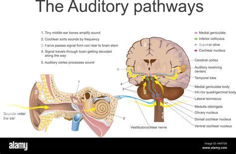 Il Sistema Uditivo Il Sistema Sensoriale Per Il Senso Dell Udito