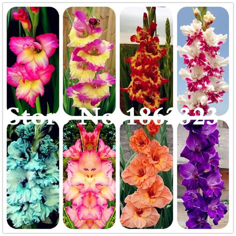 Aliexpress.com : Buy Multi Color Gladiolus Flower(Not Gladiolus Bulbs ...