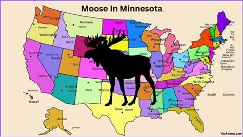 Moose In Minnesota: Everything You Need To Know