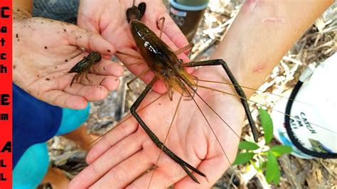 CATCHING GIANT Freshwater SHRIMP PRAWNS YouTube