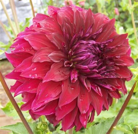 Spartacus Dahlias By Flower Name