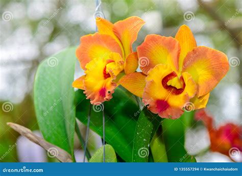 Orange Mix Yellow Cattleya Flower Orchid Stock Photo Image Of Green