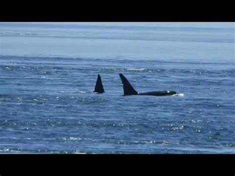 Two Bigg S Killer Whales Aka Transient Orcas Feed Close To Shore On