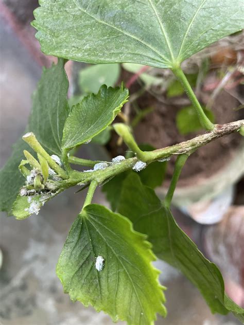 How To Get Rid Of These I Think Aphids R Plantclinic