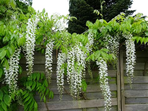 Wisteria Sinensis Alba Chinese Wisteria World Of Flowering Plants