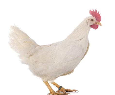 Descubre Los Secretos De La Raza De Gallina Leghorn Caracter Sticas