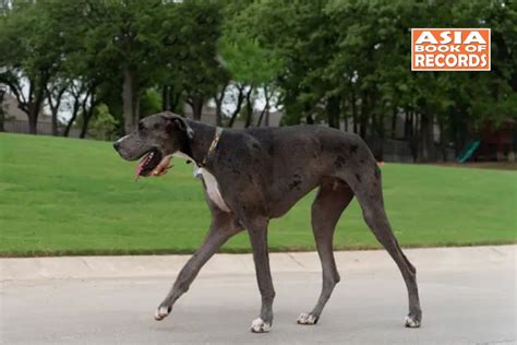 Tallest Dog Ever In The World Asia Book Of Records