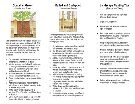 Tips Guides Tree Shrub Planting Guide Reseda Nursery