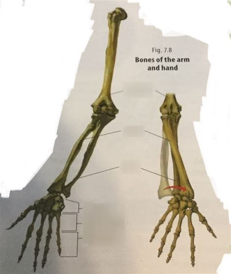 Bones of the Arm and Hand Diagram | Quizlet