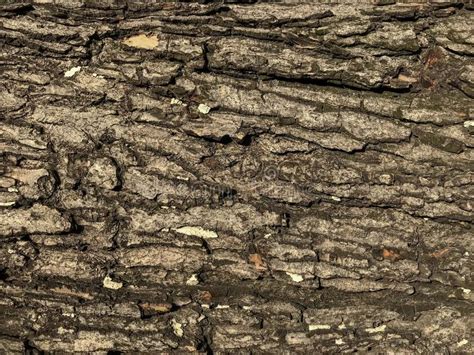 Seamless Tree Bark Background Brown Tileable Texture Of The Old Tree