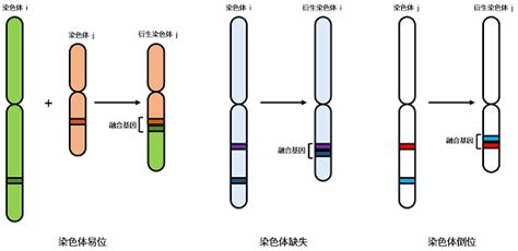 微观探索人体奥秘 010 基因融合 知乎