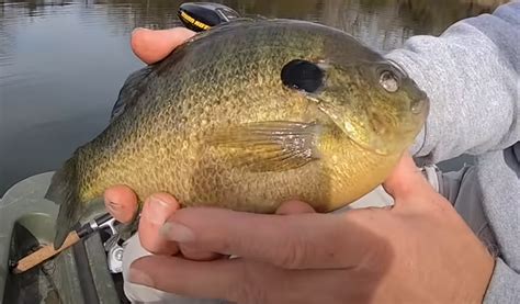 Coppernose Bluegill 101 Everything You Need To Know About This