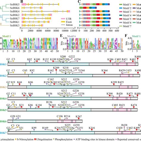 Phylogenetic tree, gene structure, conserved motifs, protein function ... 